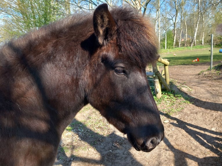 Islandpferd Wallach 3 Jahre 137 cm Rappe in Neum&#xFC;nster
