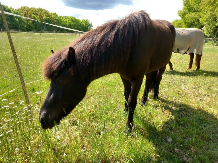 Islandpferd Wallach 3 Jahre 137 cm Rappe in Neum&#xFC;nster