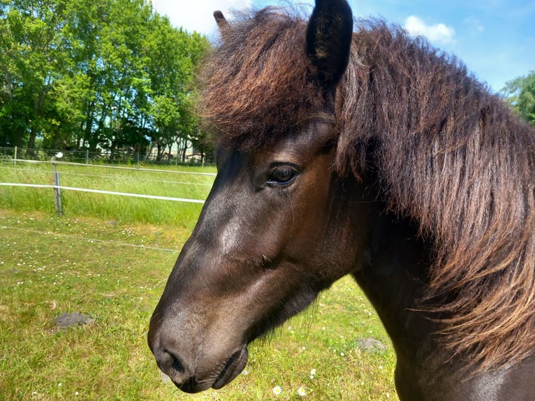 Islandpferd Wallach 3 Jahre 137 cm Rappe in Neum&#xFC;nster