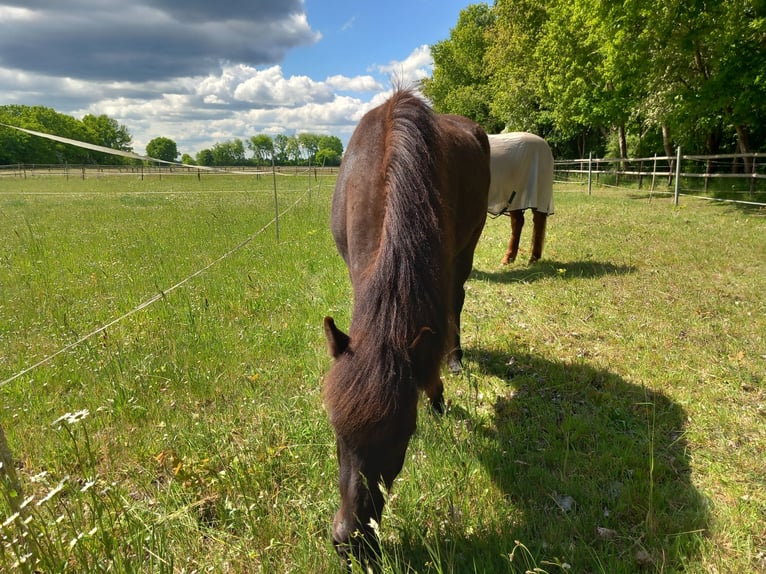 Islandpferd Wallach 3 Jahre 137 cm Rappe in Neum&#xFC;nster
