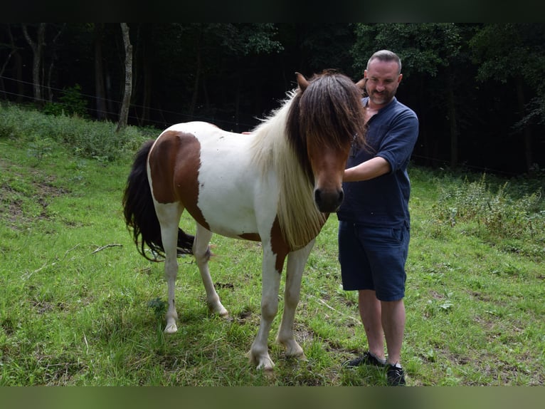 Islandpferd Wallach 3 Jahre 137 cm Schecke in W&#xF6;llersdorf