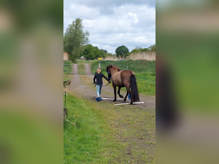 Islandpferd Wallach 3 Jahre 137 cm Schwarzbrauner in Oldeholtwolde