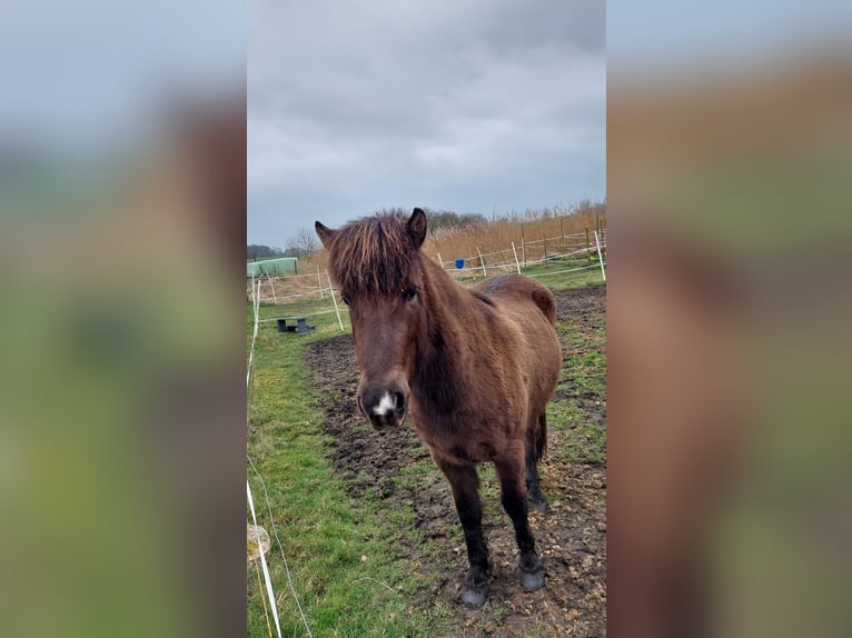 Islandpferd Wallach 3 Jahre 137 cm Schwarzbrauner in Oldeholtwolde