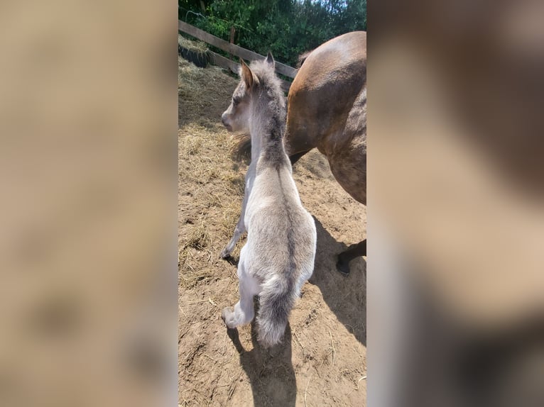 Islandpferd Wallach 3 Jahre 137 cm Schwarzbrauner in Oldeholtwolde