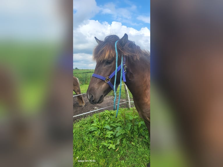 Islandpferd Wallach 3 Jahre 137 cm Schwarzbrauner in Oldeholtwolde