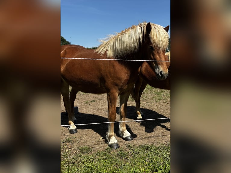 Islandpferd Wallach 3 Jahre 138 cm Fuchs in Nienwohld