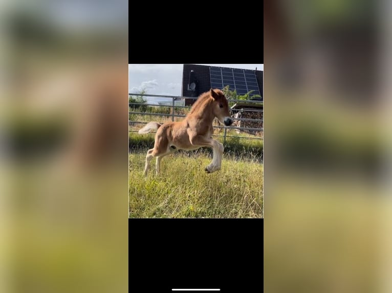 Islandpferd Wallach 3 Jahre 138 cm Fuchs in Nienwohld