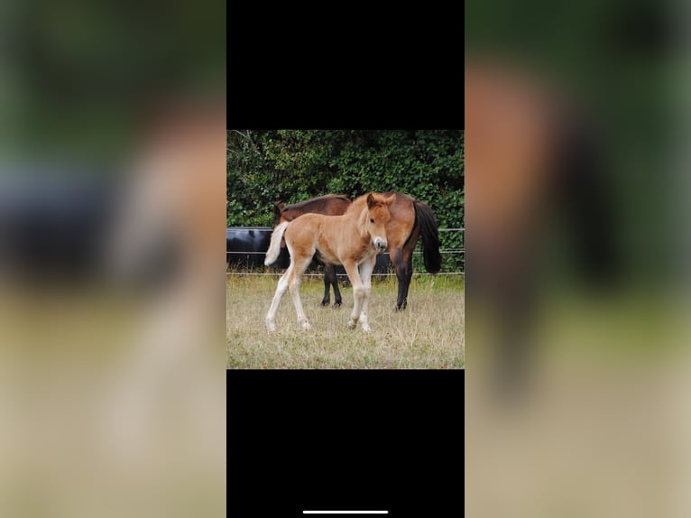 Islandpferd Wallach 3 Jahre 138 cm Fuchs in Nienwohld