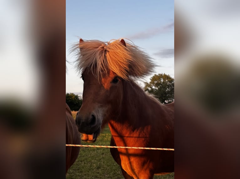 Islandpferd Wallach 3 Jahre 138 cm Fuchs in Nienwohld