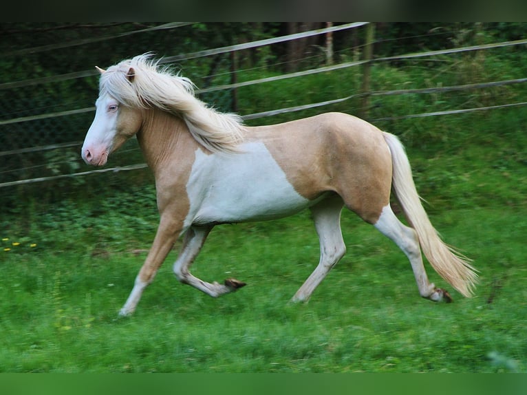 Islandpferd Wallach 3 Jahre 139 cm Palomino in Saarland