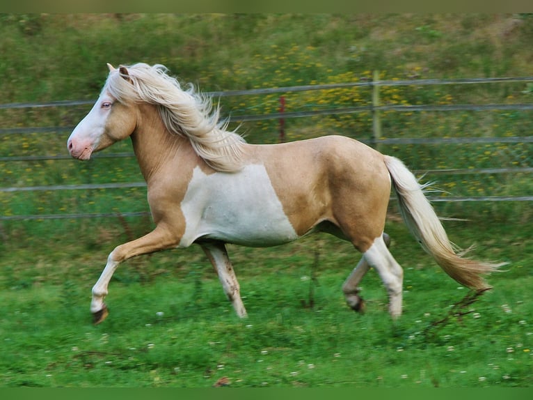 Islandpferd Wallach 3 Jahre 139 cm Palomino in Saarland