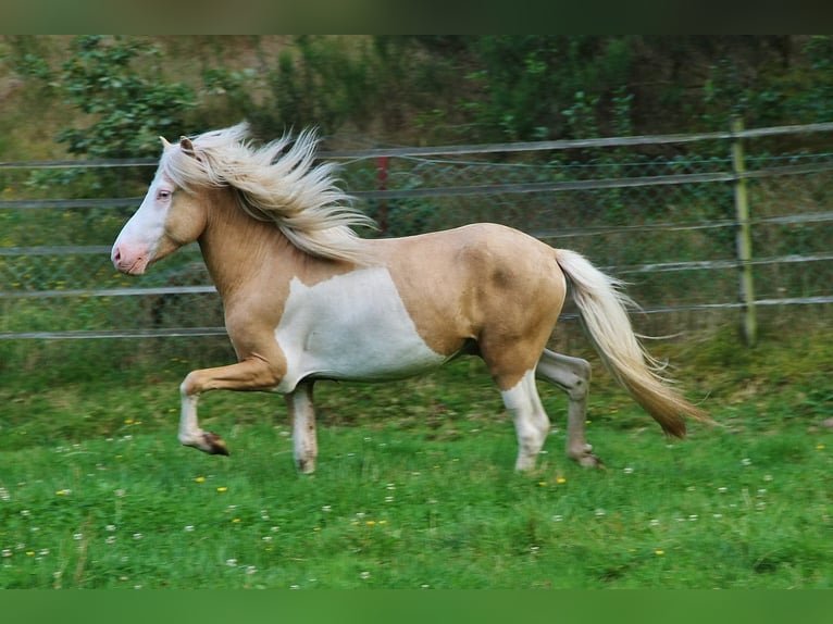 Islandpferd Wallach 3 Jahre 139 cm Palomino in Saarland