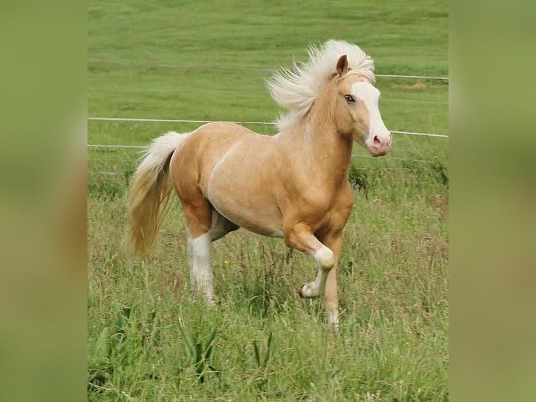 Islandpferd Wallach 3 Jahre 139 cm Palomino in Saarland