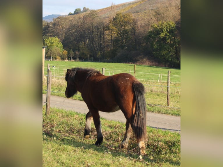 Islandpferd Wallach 3 Jahre 140 cm Brauner in Brauneberg