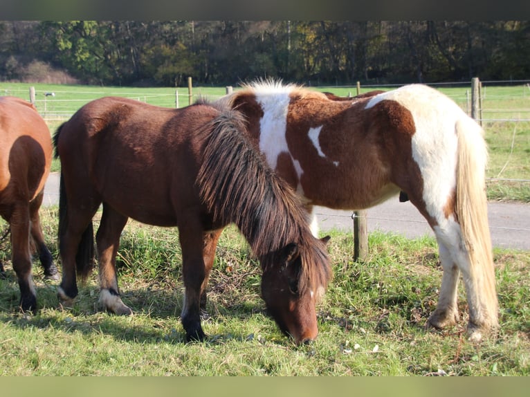 Islandpferd Wallach 3 Jahre 140 cm Brauner in Brauneberg