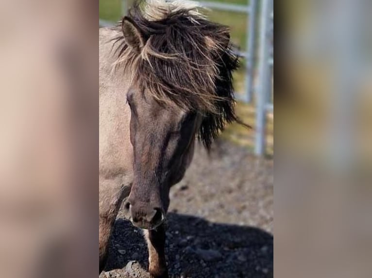 Islandpferd Wallach 3 Jahre 140 cm Falbe in Hvolsvelli