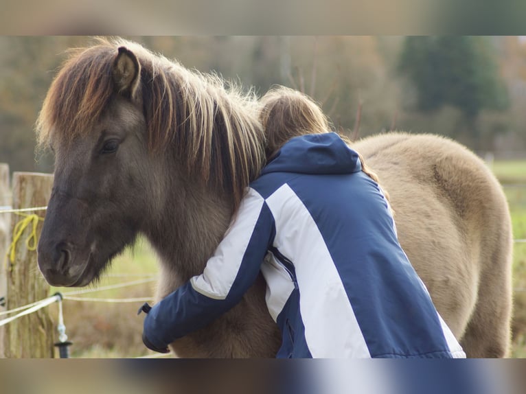Islandpferd Wallach 3 Jahre 140 cm Falbe in Hanstedt I