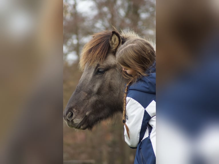 Islandpferd Wallach 3 Jahre 140 cm Falbe in Hanstedt I
