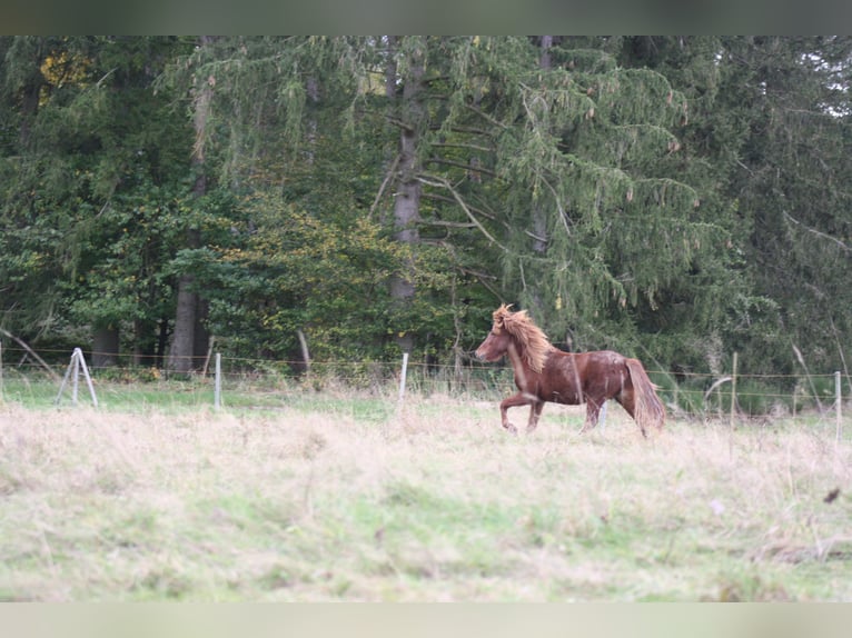 Islandpferd Wallach 3 Jahre 140 cm Fuchs in Müsch