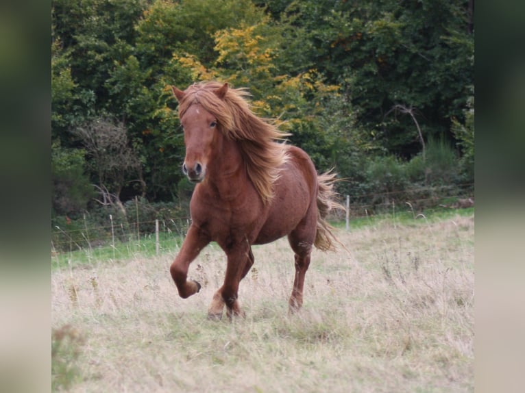Islandpferd Wallach 3 Jahre 140 cm Fuchs in Müsch