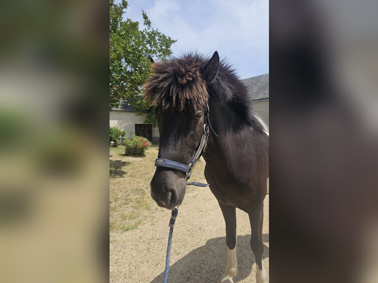 Islandpferd Wallach 3 Jahre 140 cm Tobiano-alle-Farben in Parign&#xE9;-l&#x27;&#xC9;v&#xEA;que