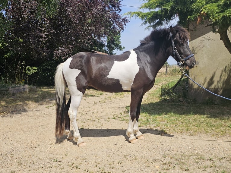 Islandpferd Wallach 3 Jahre 140 cm Tobiano-alle-Farben in Parign&#xE9;-l&#x27;&#xC9;v&#xEA;que