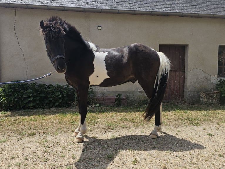 Islandpferd Wallach 3 Jahre 140 cm Tobiano-alle-Farben in Parign&#xE9;-l&#x27;&#xC9;v&#xEA;que