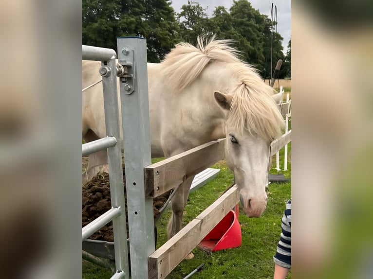 Islandpferd Wallach 3 Jahre 141 cm  in Kranenburg