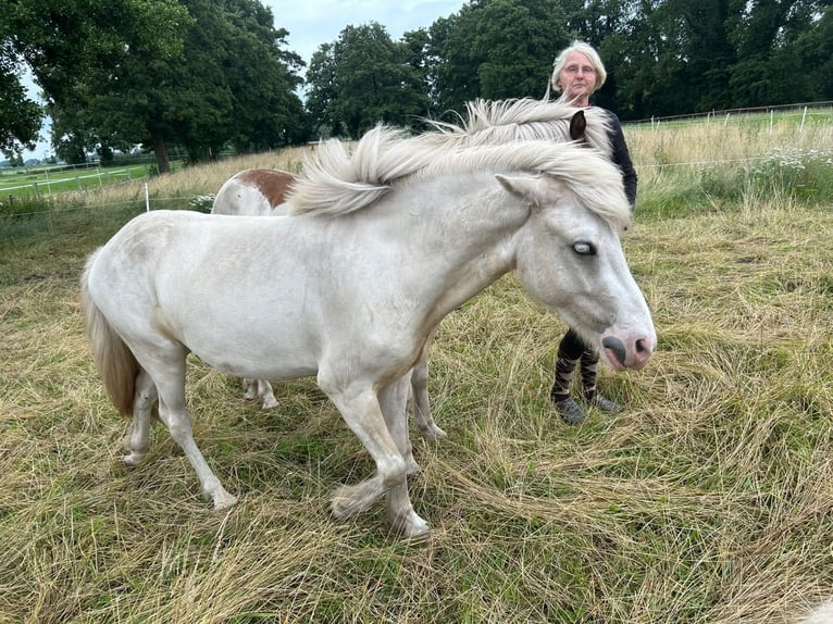 Islandpferd Wallach 3 Jahre 141 cm Schecke in Kranenburg