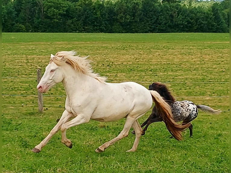 Islandpferd Mix Wallach 3 Jahre 142 cm Cremello in Waakirchen
