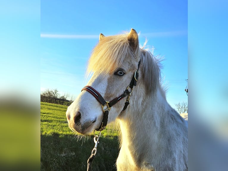 Islandpferd Wallach 3 Jahre 142 cm Schecke in Hohenberg-Krusemark