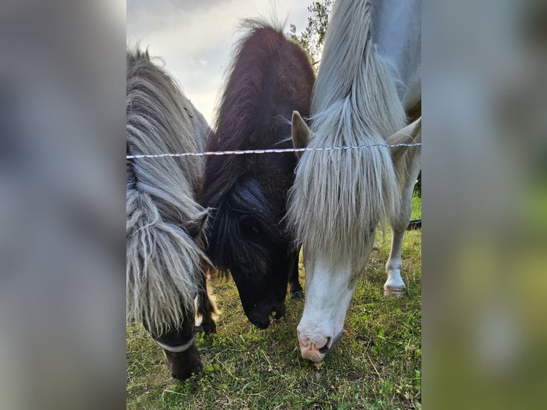 Islandpferd Wallach 3 Jahre 142 cm Schecke in Hohenberg-Krusemark