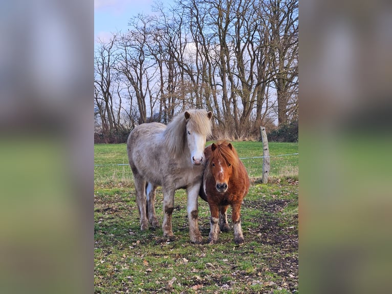 Islandpferd Wallach 3 Jahre 142 cm Schecke in Hohenberg-Krusemark