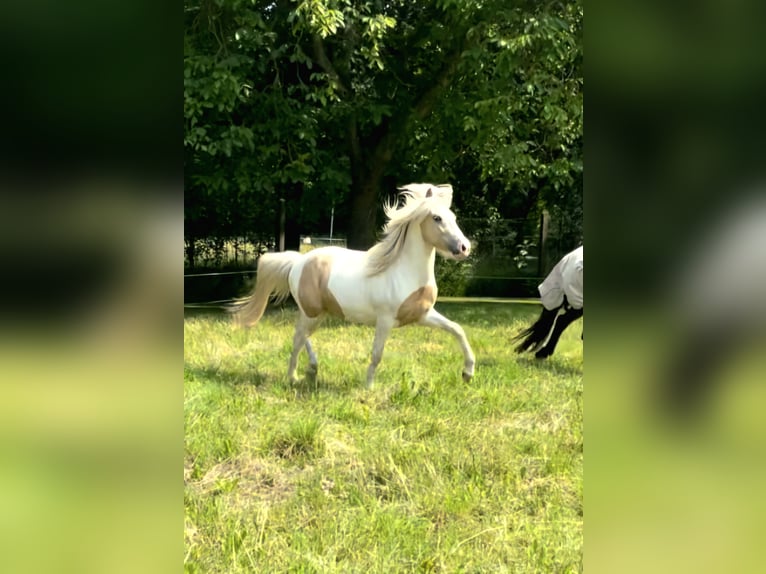 Islandpferd Wallach 3 Jahre 142 cm Schecke in Hohenberg-Krusemark