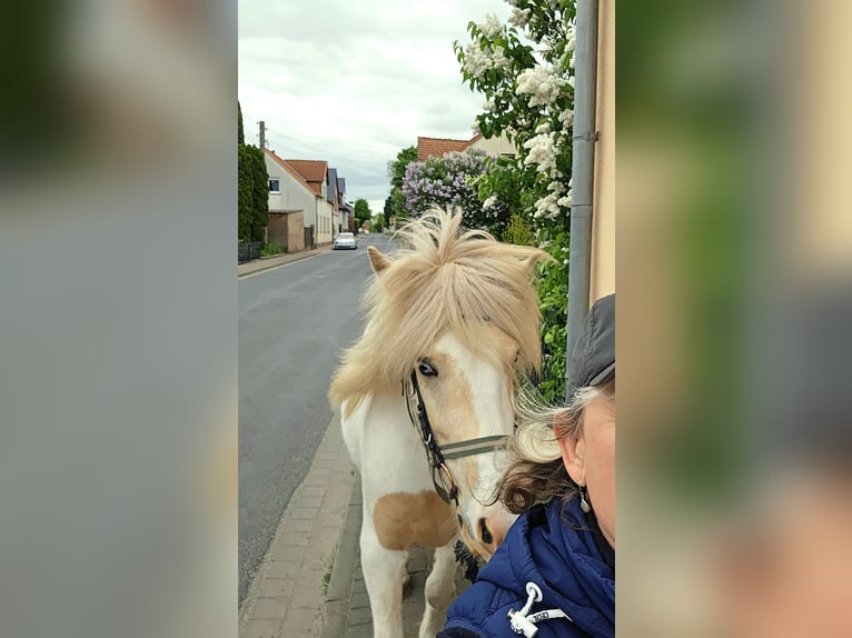 Islandpferd Wallach 3 Jahre 142 cm Schecke in Hohenberg-Krusemark
