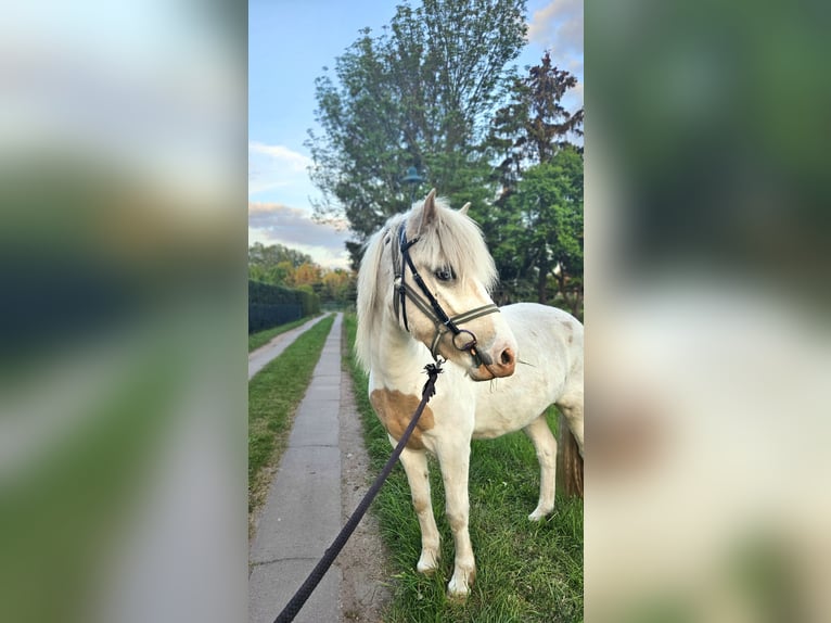 Islandpferd Wallach 3 Jahre 142 cm Schecke in Hohenberg-Krusemark