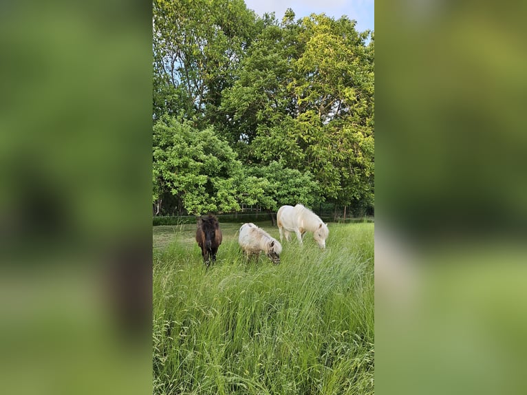 Islandpferd Wallach 3 Jahre 142 cm Schecke in Hohenberg-Krusemark