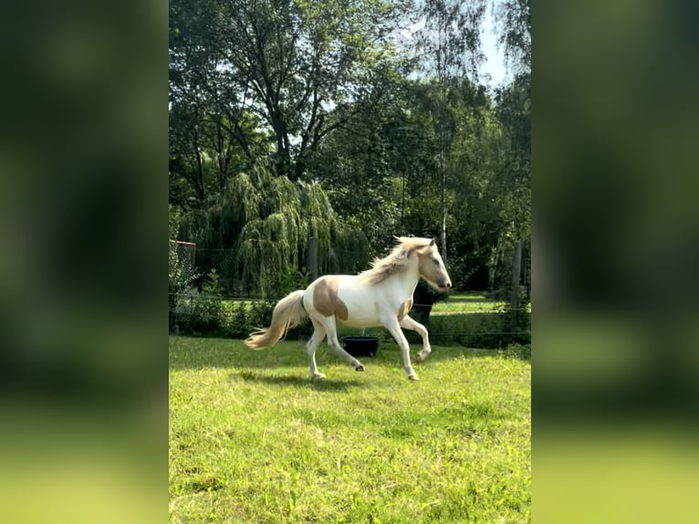 Islandpferd Wallach 3 Jahre 142 cm Schecke in Hohenberg-Krusemark