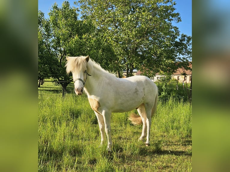 Islandpferd Wallach 3 Jahre 142 cm Schecke in Hohenberg-Krusemark