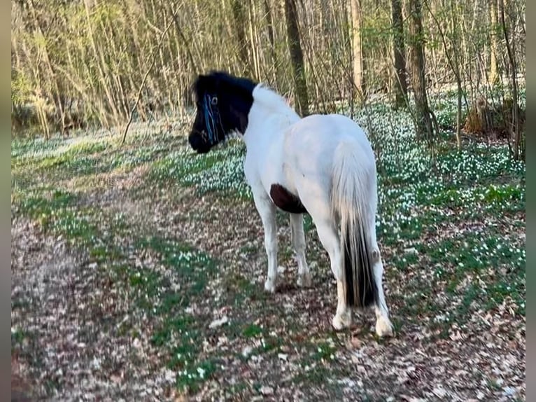 Islandpferd Wallach 3 Jahre 142 cm Schecke in Neverin