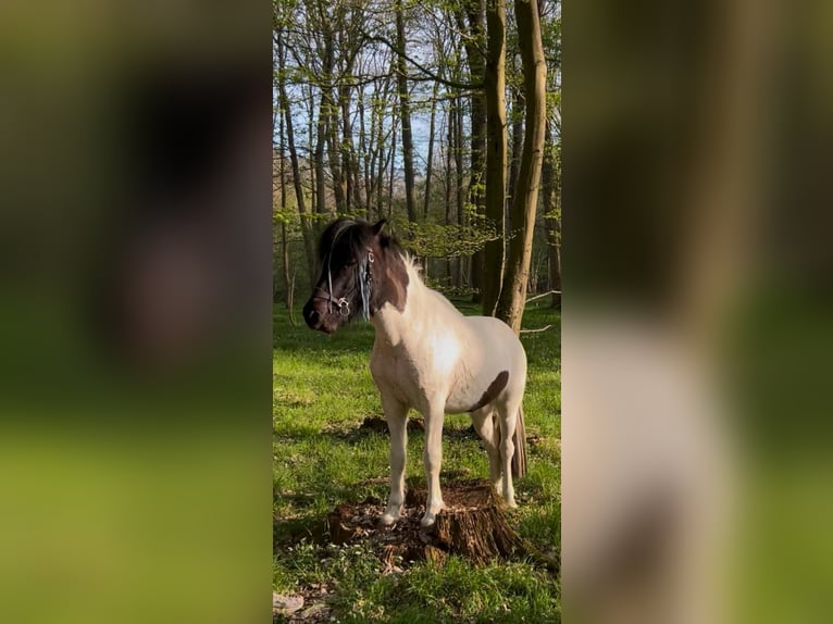 Islandpferd Wallach 3 Jahre 142 cm Schecke in Neverin