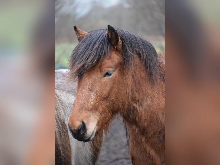 Islandpferd Wallach 3 Jahre 144 cm Brauner in Blunk