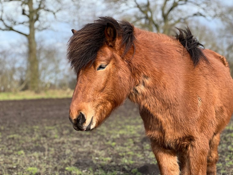 Islandpferd Wallach 3 Jahre 144 cm Brauner in Blunk