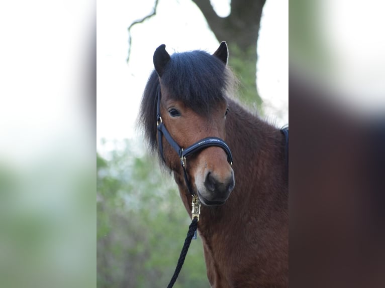 Islandpferd Wallach 3 Jahre 144 cm Brauner in Blunk