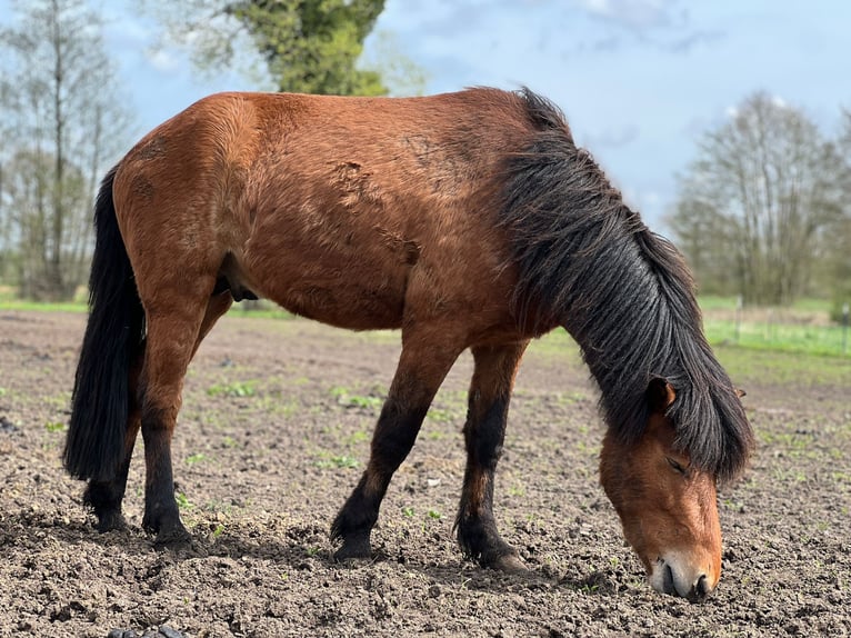 Islandpferd Wallach 3 Jahre 144 cm Brauner in Blunk