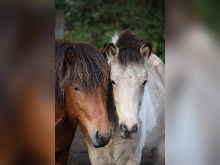 Islandpferd Wallach 3 Jahre 144 cm Brauner in Blunk