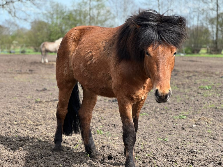 Islandpferd Wallach 3 Jahre 144 cm Brauner in Blunk