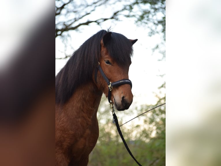 Islandpferd Wallach 3 Jahre 144 cm Brauner in Blunk