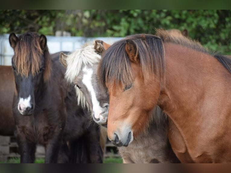 Islandpferd Wallach 3 Jahre 144 cm Brauner in Blunk