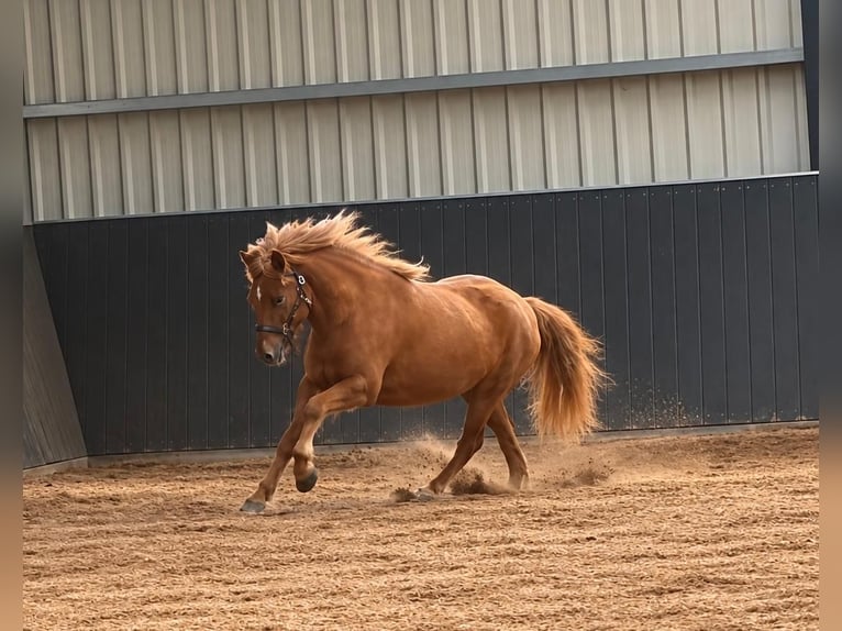 Islandpferd Wallach 3 Jahre 145 cm Falbe in Horst
